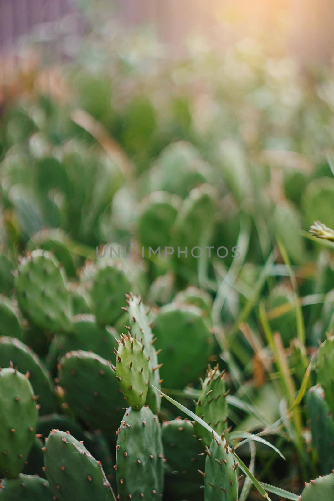 Details of wild cactus vegetation on a sunny day. Succulents in natural condition.