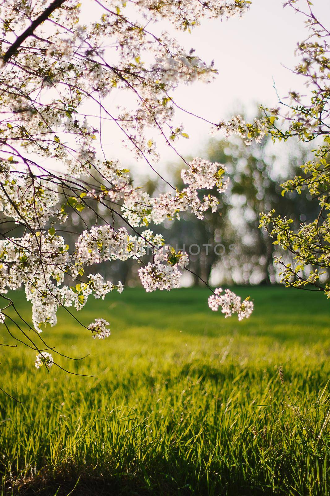 Cherry blossoms in an orchard in warm sunset rays. Beautiful nature scene with branch in bloom and sun flare. Spring flowers. Springtime