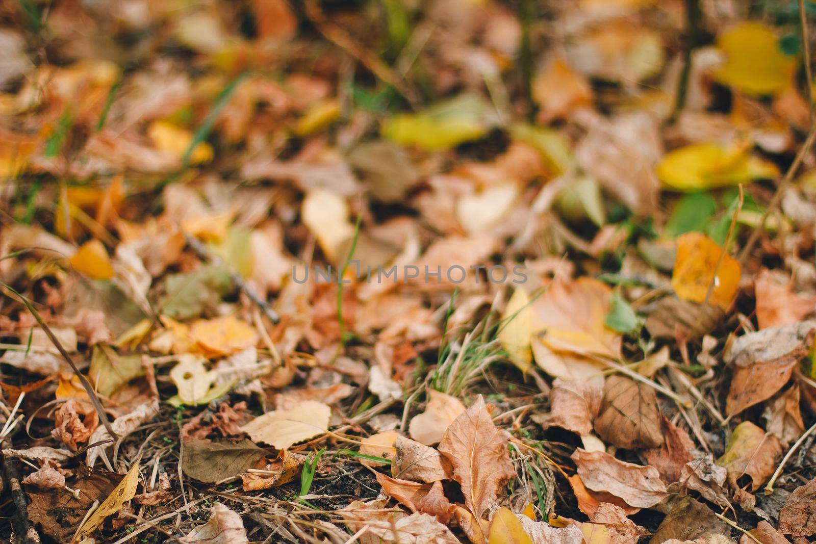 Colorful backround image of fallen autumn leaves perfect for seasonal use pattern by mmp1206