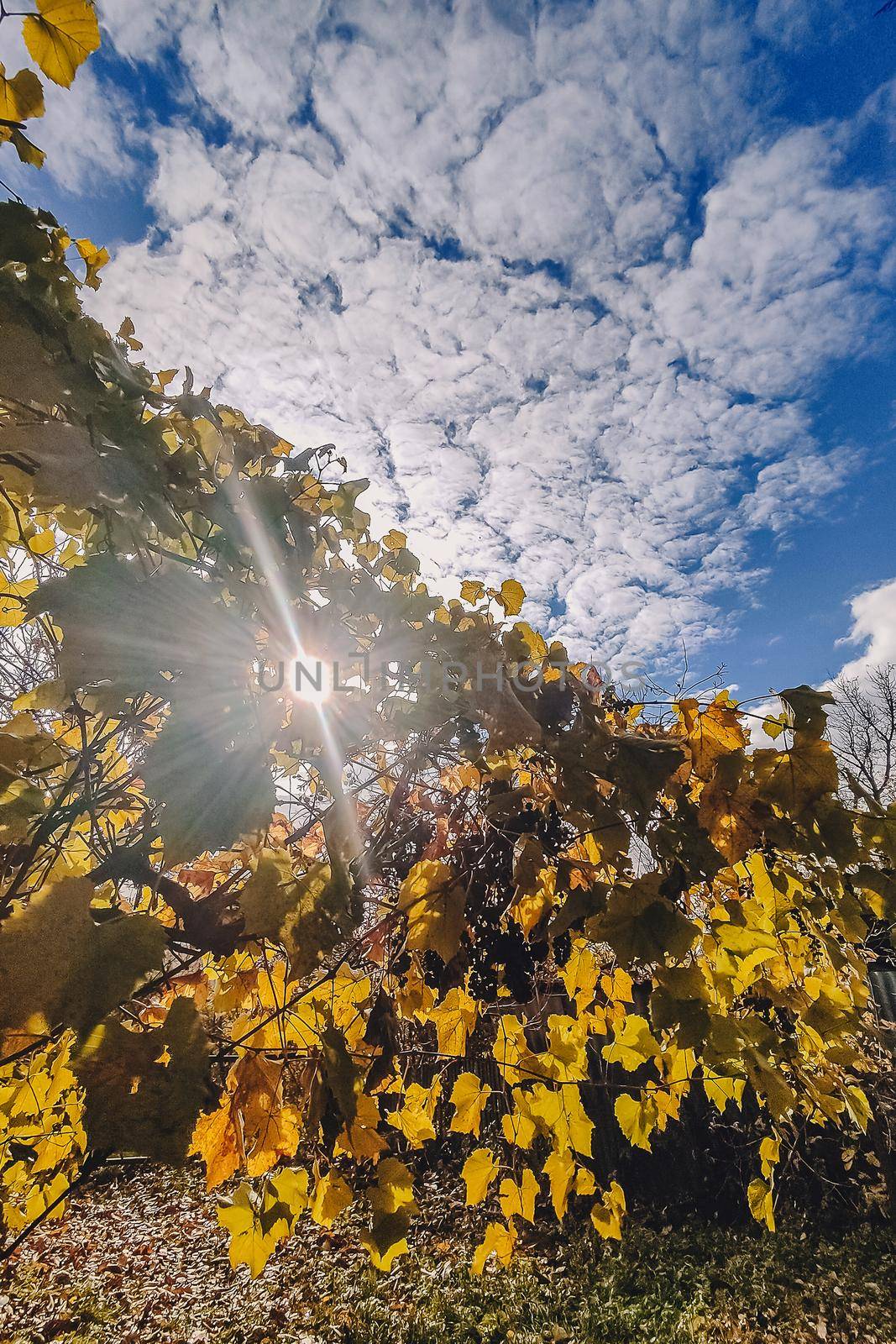 Last grapes of autumn on branch against clear blue sky. Colorful vine leaves lit by the sun. Sparse composition with lot of copy space.