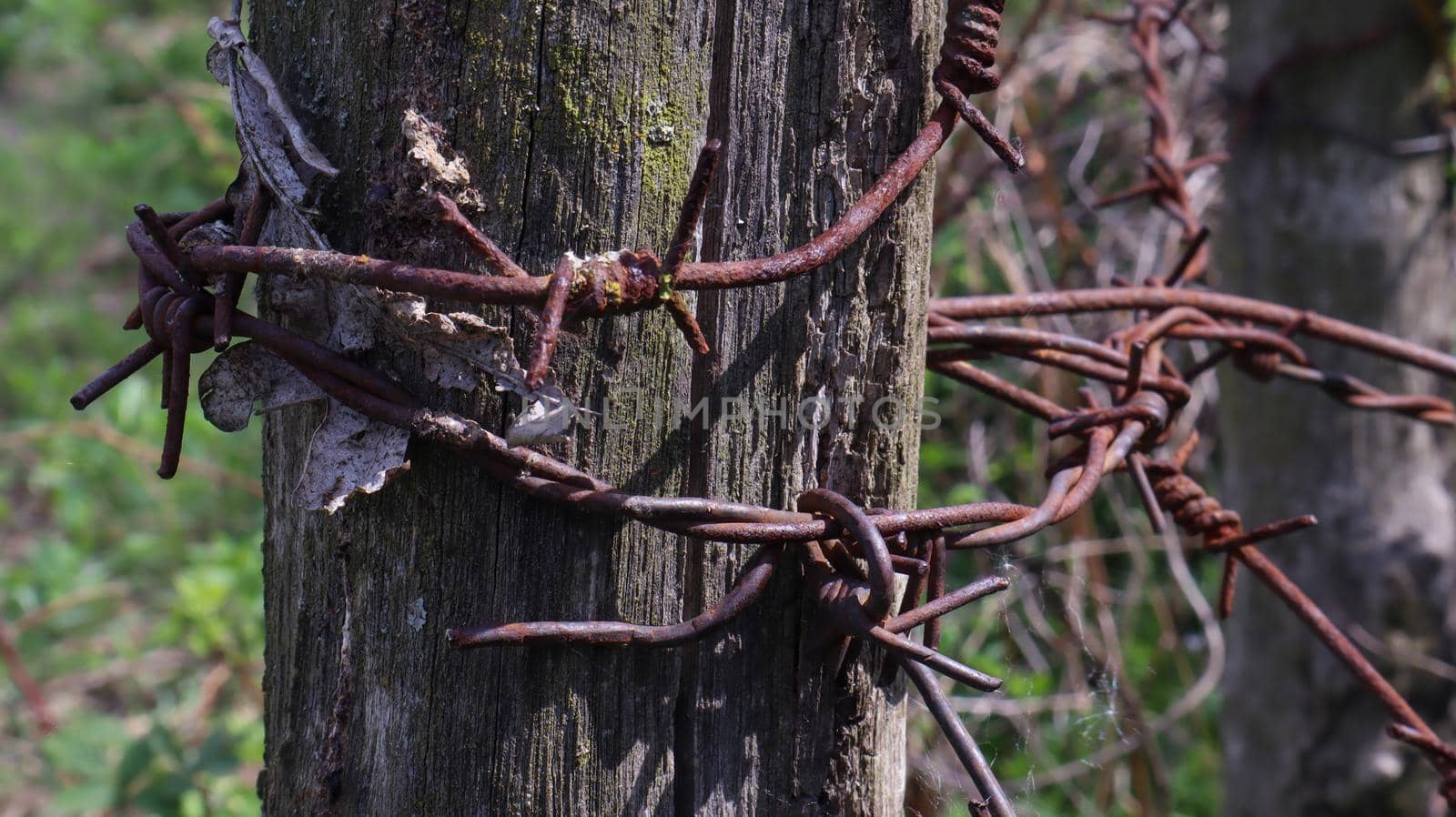 Old wooden fence with rusty barbed wire. A fence next to a rural road. Vintage look. A wooden post around the perimeter of the pasture fence