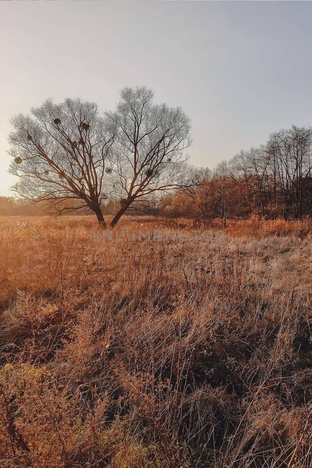 Lonely tree silhouette on open field at sunset vibrant orange.