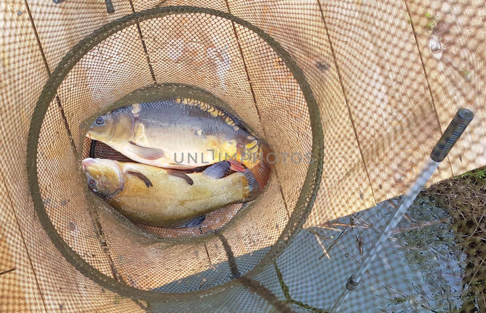 Caught fish on the shore in a fishing cage. Fishing trap with fish in it