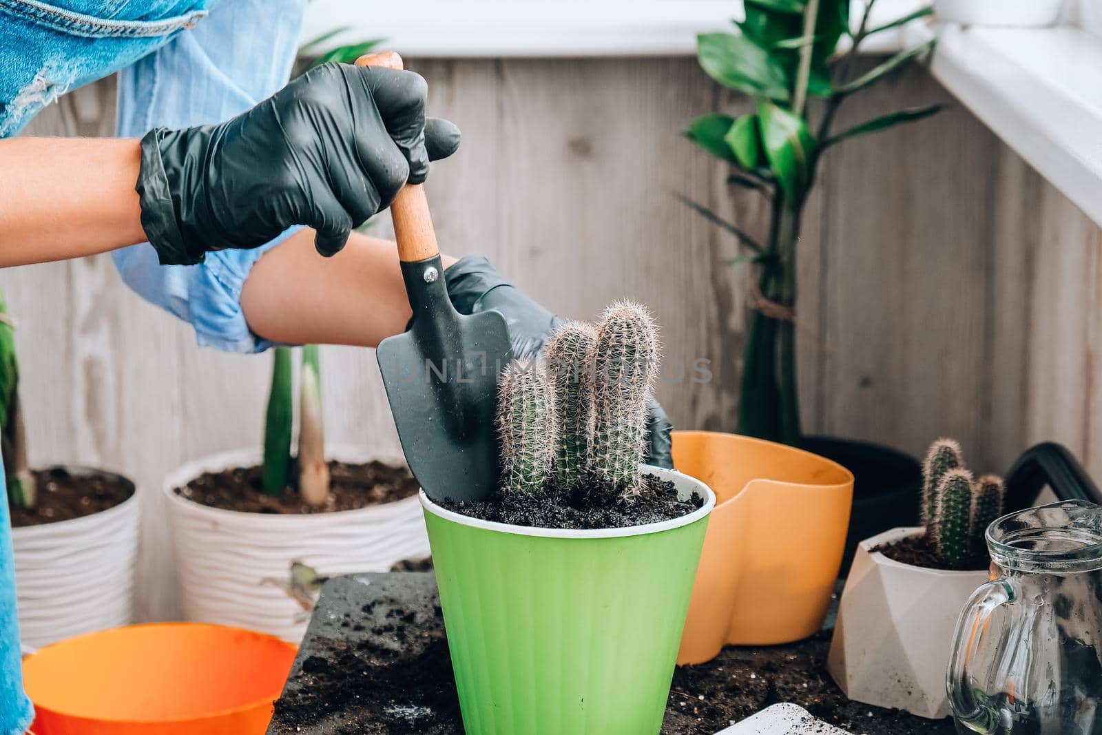 Close-up shot of female hands transplant cactus. Home garden concept. Gardening tools. Gardener's workplace. Earth in a bucket. Taking care of plants. Home spring planting