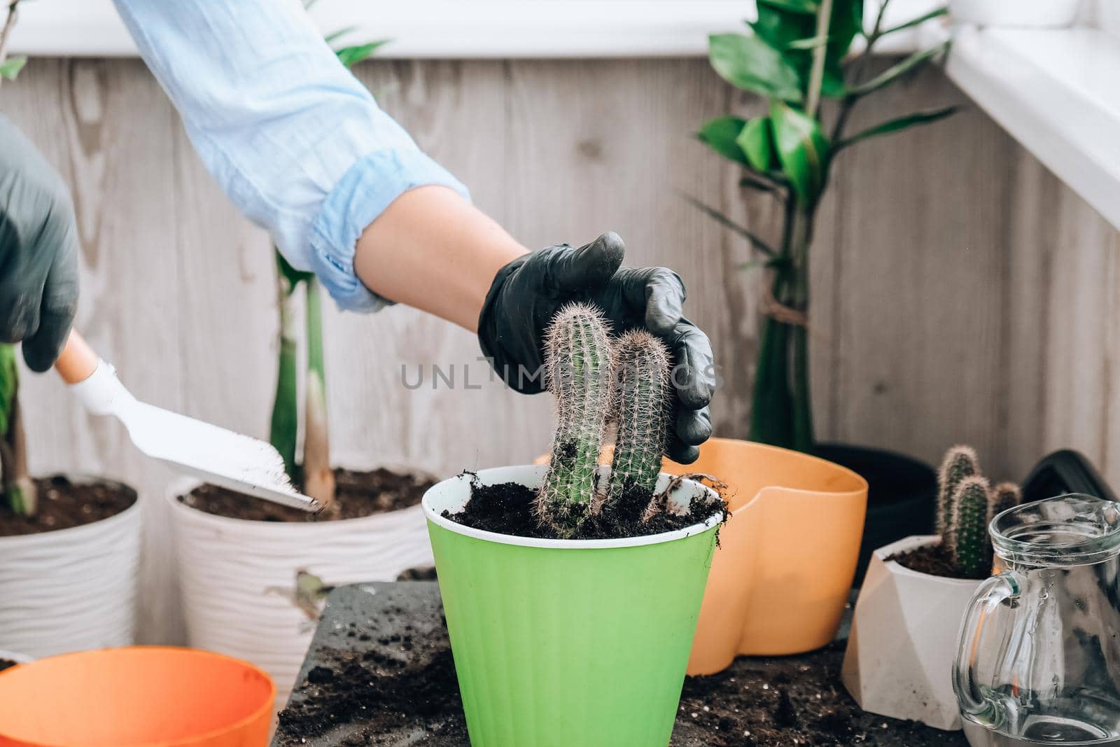 Close-up shot of female hands transplant cactus. Home garden concept. Gardening tools. Gardener's workplace. Earth in a bucket. Taking care of plants. Home spring planting