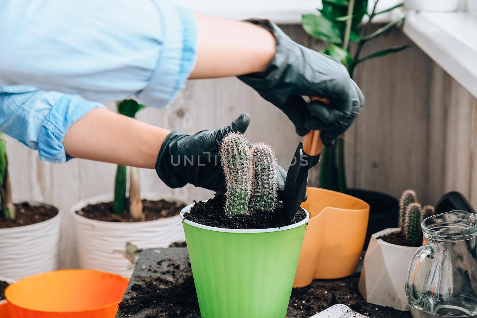 Close-up shot of female hands transplant cactus. Home garden concept. Gardening tools. Gardener's workplace. Earth in a bucket. Taking care of plants. Home spring planting