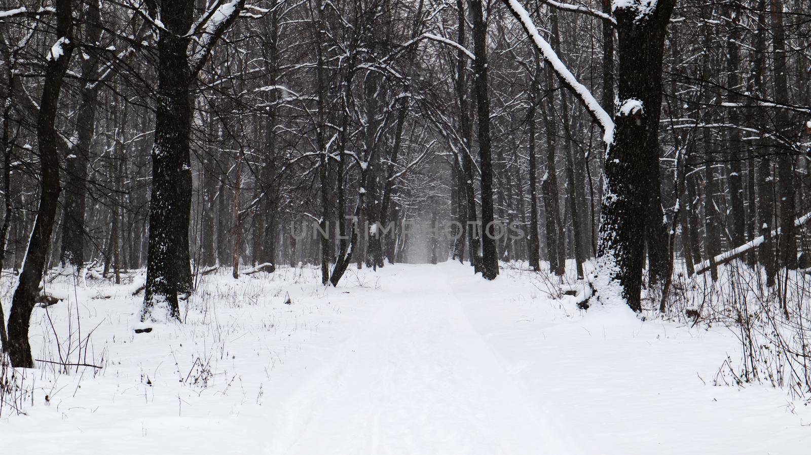 Winter landscape. Snow-covered trail in the city park. Snow covered trees in a winter forest with a road