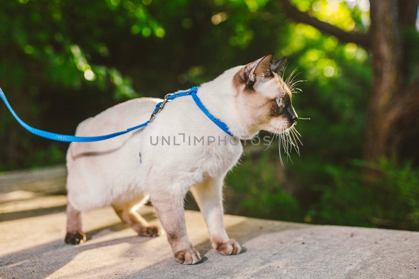 A home cat on a leash in the garden. Blue eyed male Cat of Breed Mekong Bobtail. Beautiful breed cat Mekongsky Bobtail. pet on a leash. The cat walks with a blue leash in the backyard by Tomashevska