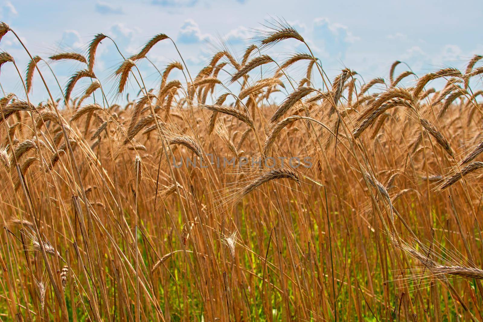 Field of barley in a summer day. Harvesting period.