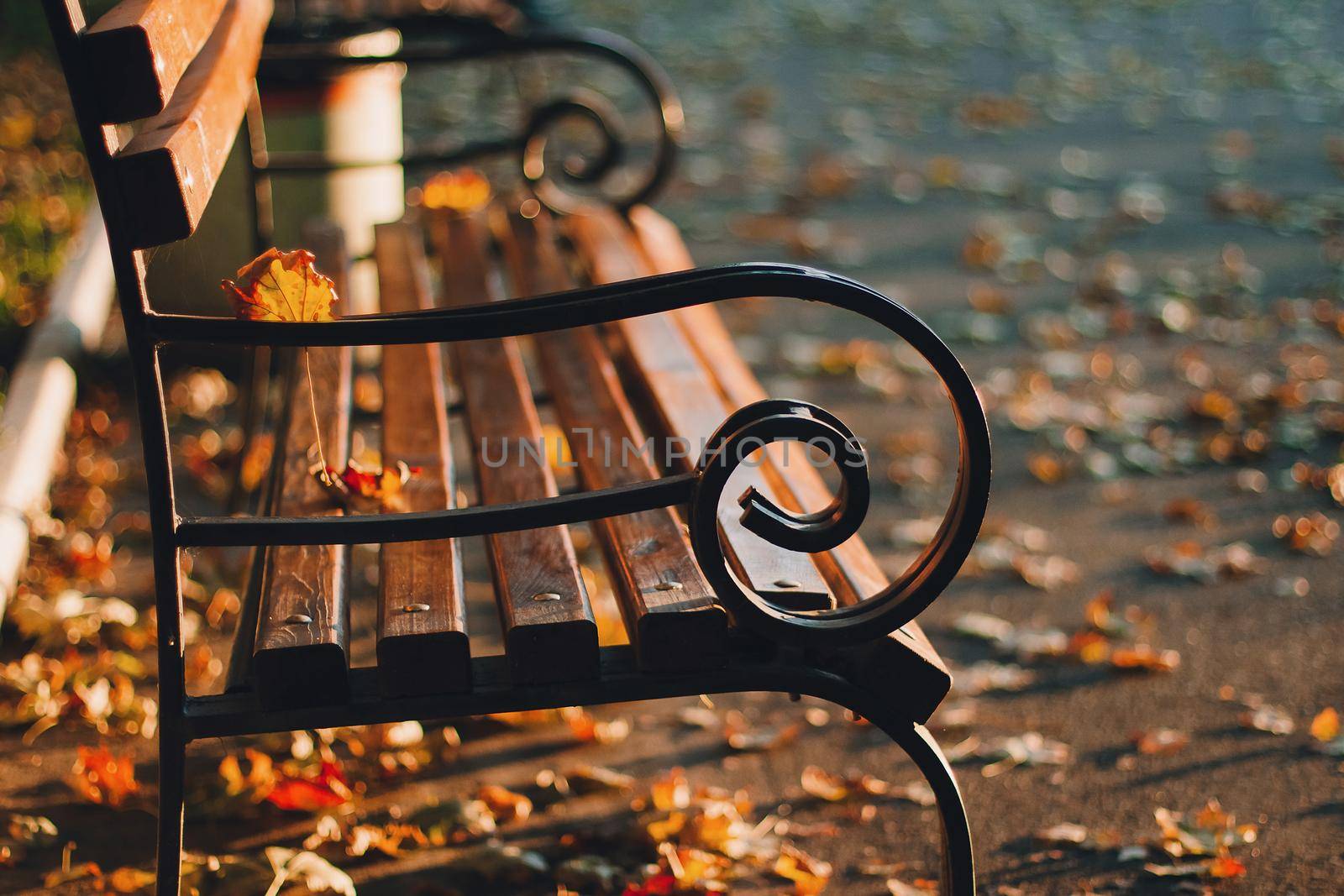 Empty bench in the sunny golden rays in yellow colorful autumn park