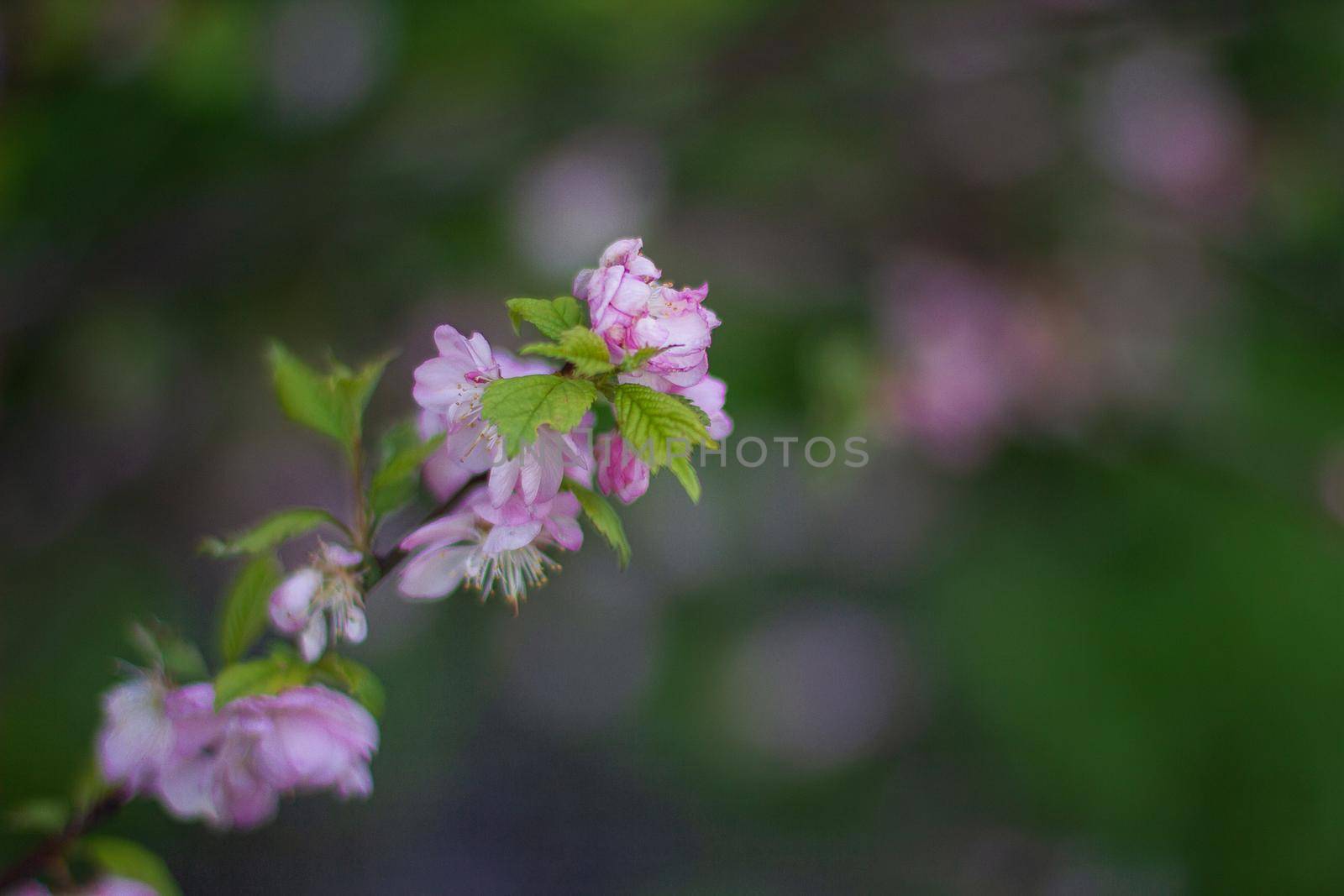 Pink Cherry blossom or sakura flower in spring.