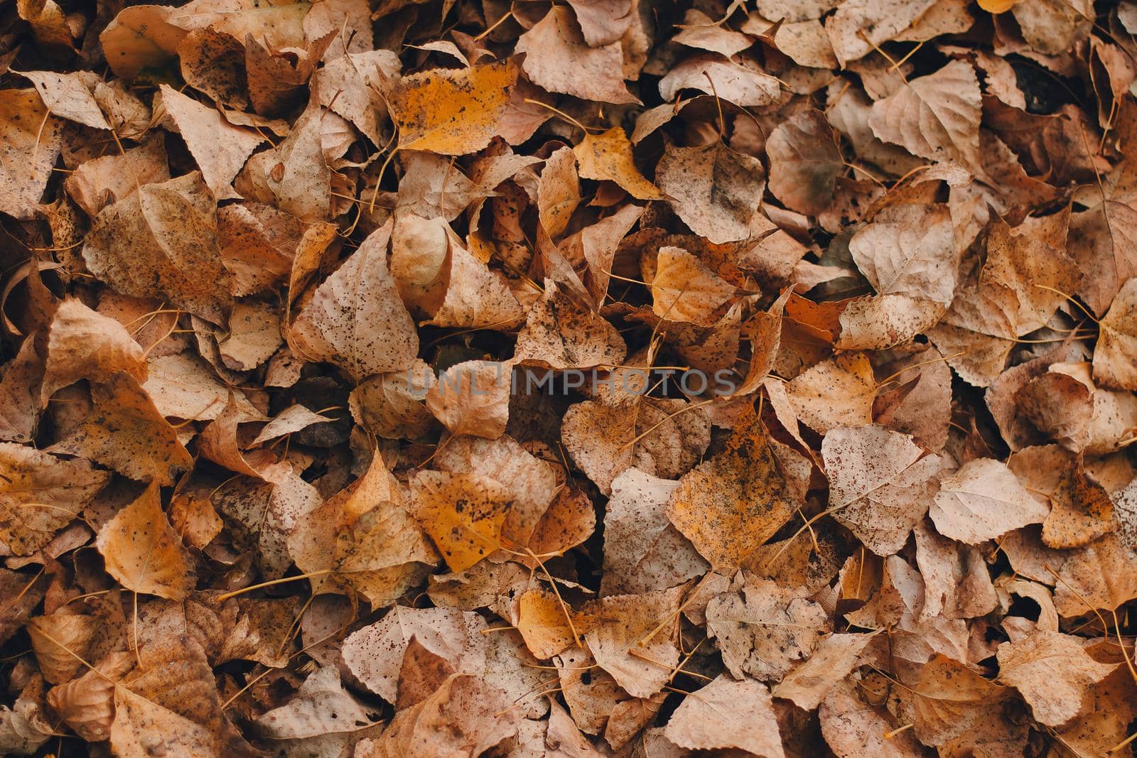 Colorful backround image of fallen autumn leaves perfect for seasonal use pattern.