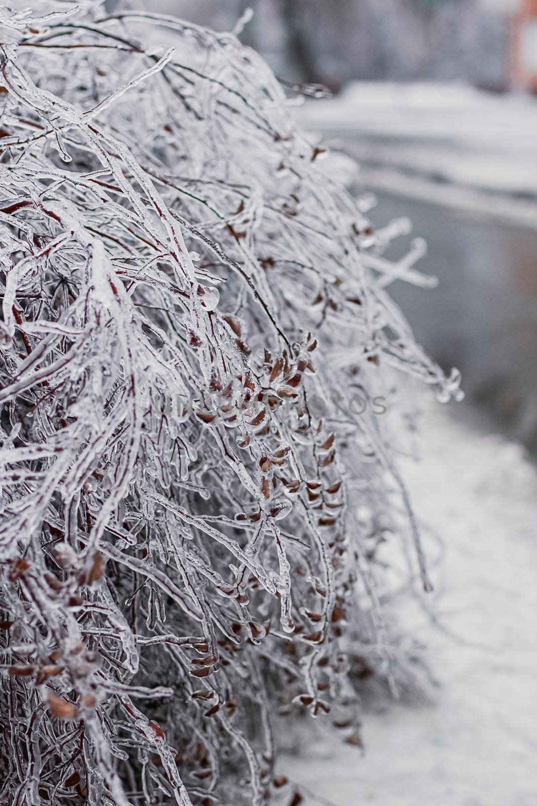Ice covered tree branches from an ice storm. Icicles are forming from freezing rain