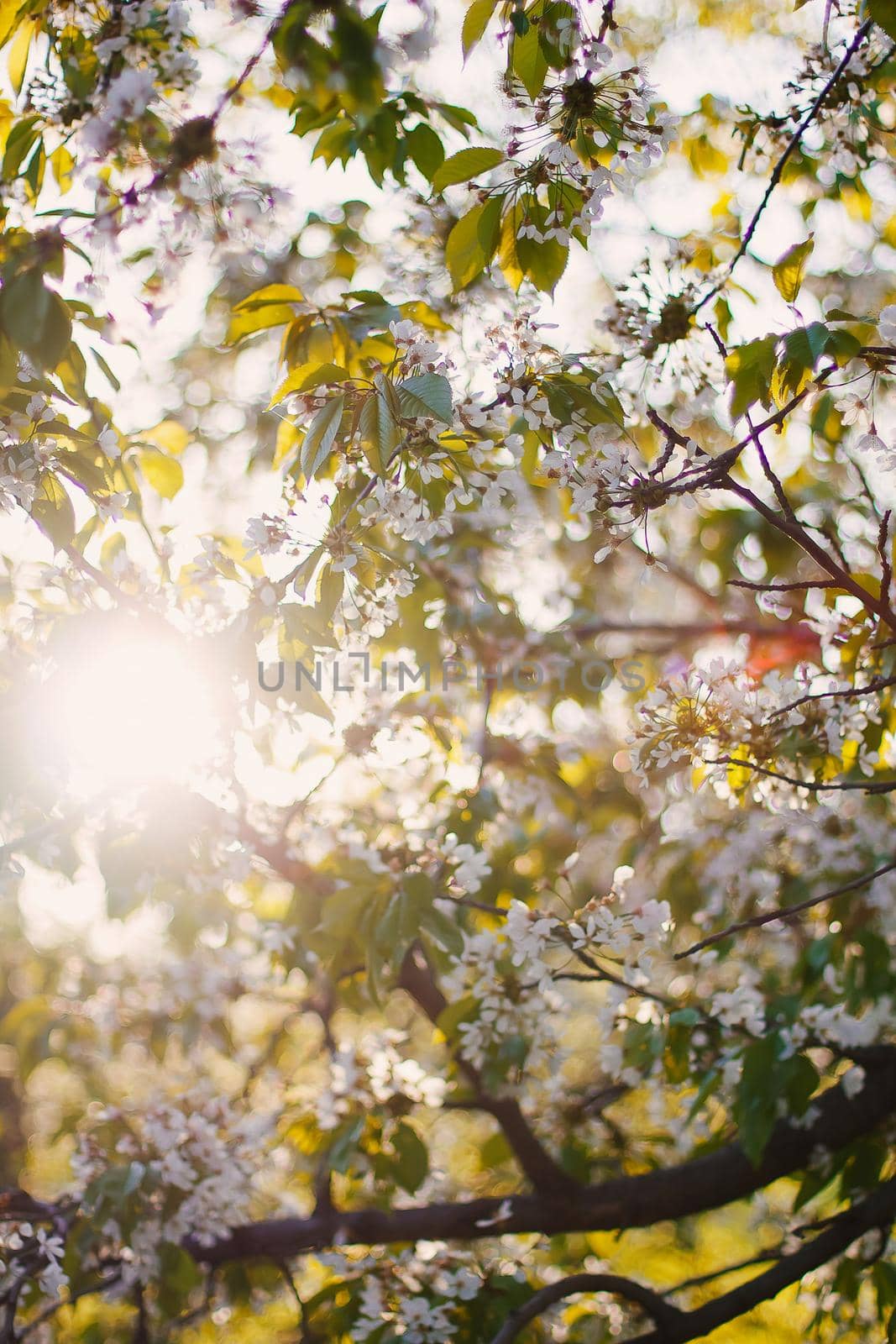 Cherry blossoms in an orchard in warm sunset rays. Beautiful nature scene with branch in bloom and sun flare. Spring flowers. Springtime