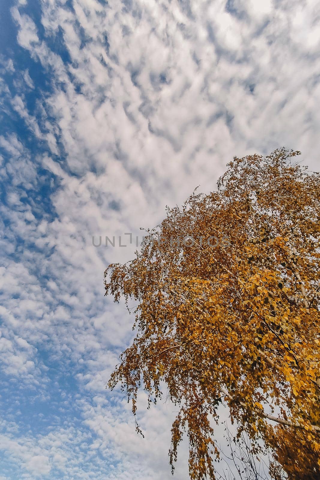 Birch autumn yellow crown branches against a blue sky with white clouds.