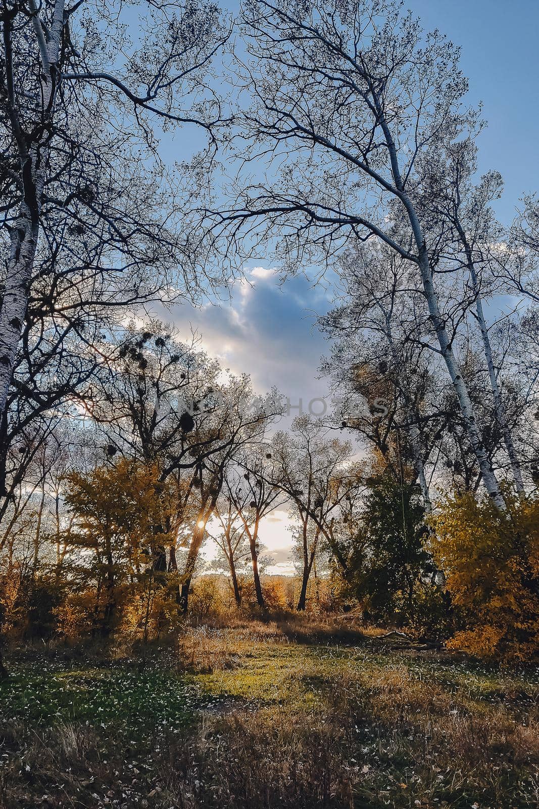 Beautiful evening scene in the forest with sun rays and long shadows.