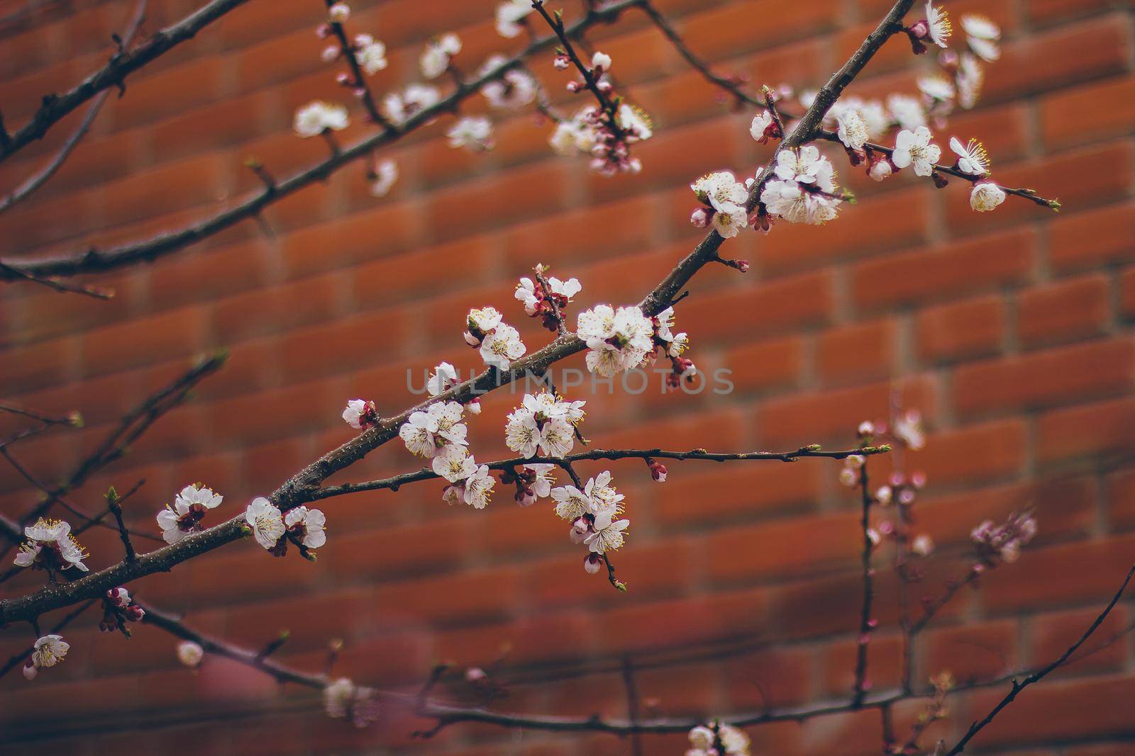 Apricot blossoms on the red brick wall. Beautiful nature scene with branch in bloom. Spring flowers. Springtime