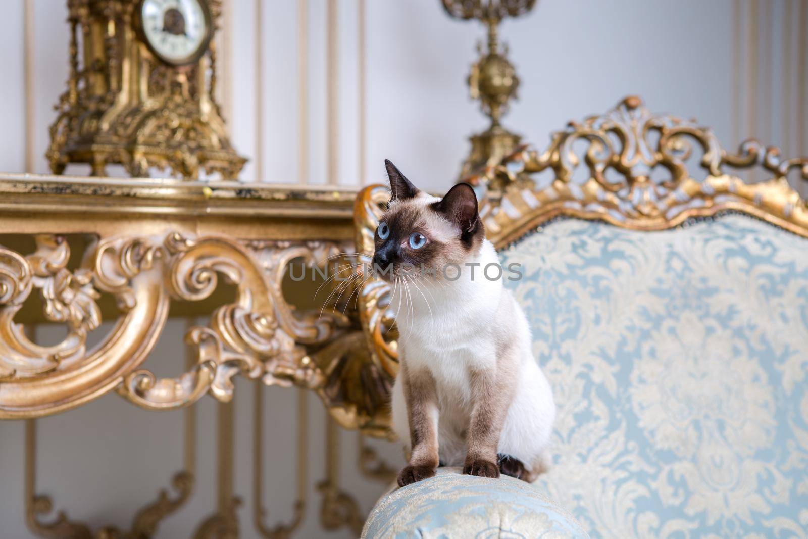 Beautiful rare breed of cat Mekongsky Bobtail female pet cat without tail sits interior of European architecture on retro vintage chic royal armchair 18th century Versailles palace. Baroque furniture by Tomashevska
