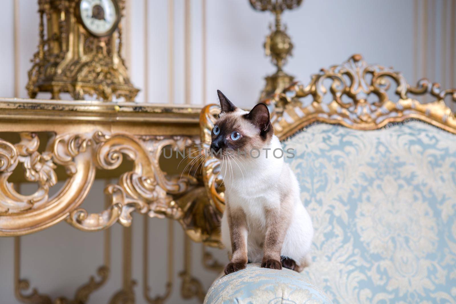 Beautiful rare breed of cat Mekongsky Bobtail female pet cat without tail sits interior of European architecture on retro vintage chic royal armchair 18th century Versailles palace. Baroque furniture.