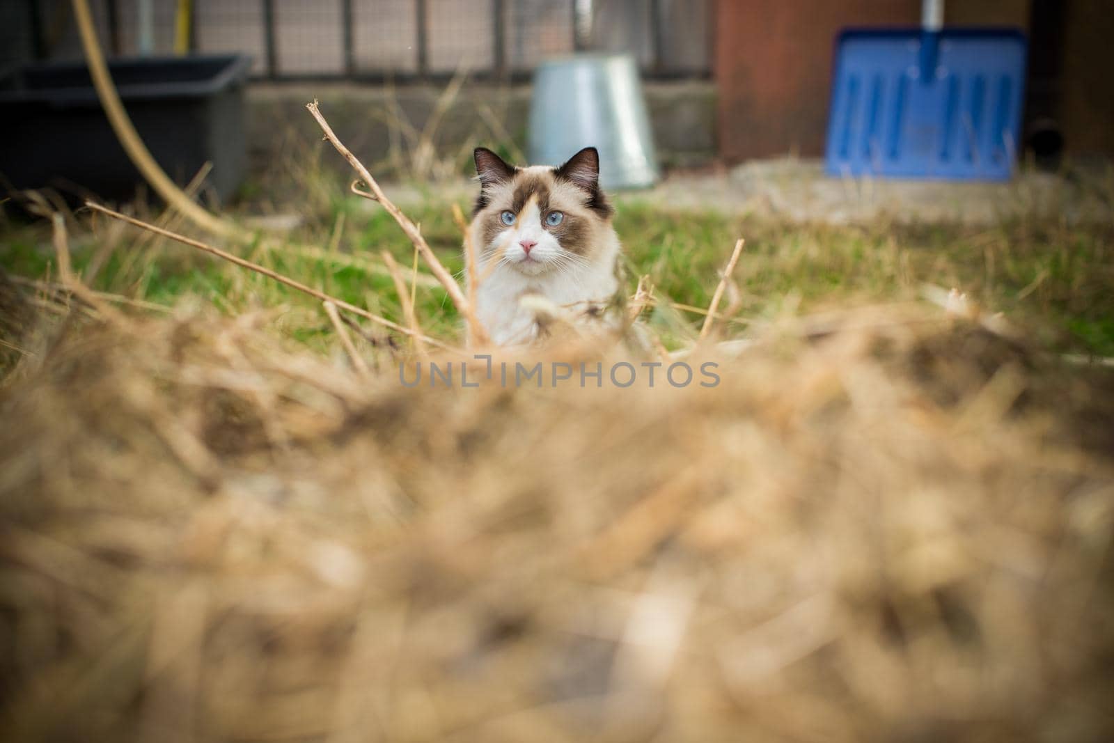beautiful young cat of Ragdoll breed walks on the street, outdoors