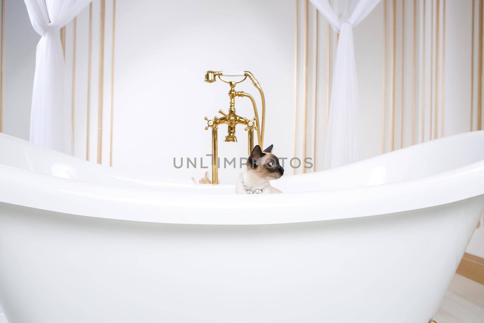 The theme is luxury and wealth. A cat without a tail of the Mekong Bobtail breed in a retro bathroom in the interior of the Barocoo Versailles Palace. Jewel jewelery on the neck.