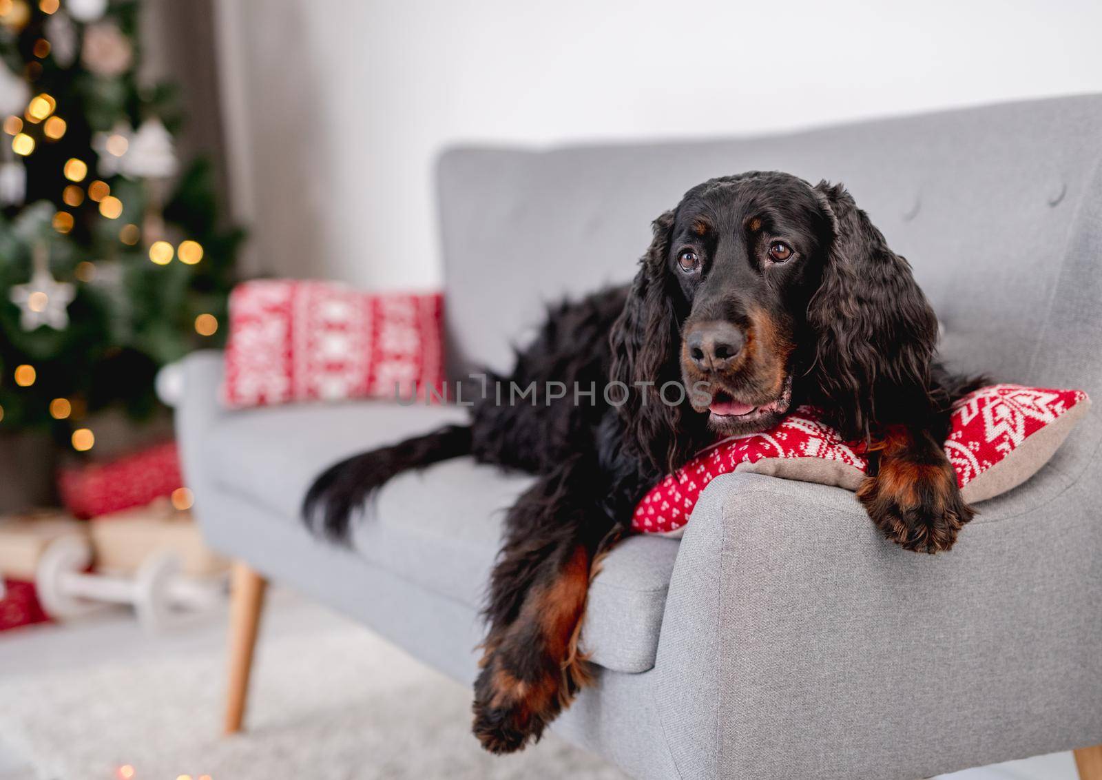 Scottish setter dog lying on sofa next to festive christmas tree in decorated room