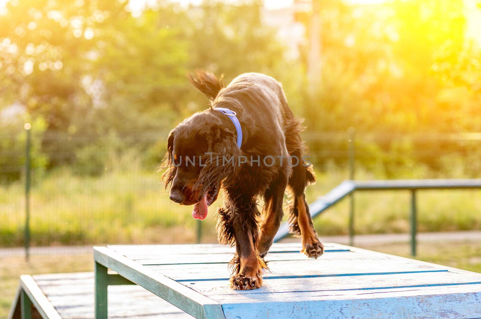 Scottish setter training on agility obstacle course outdoors