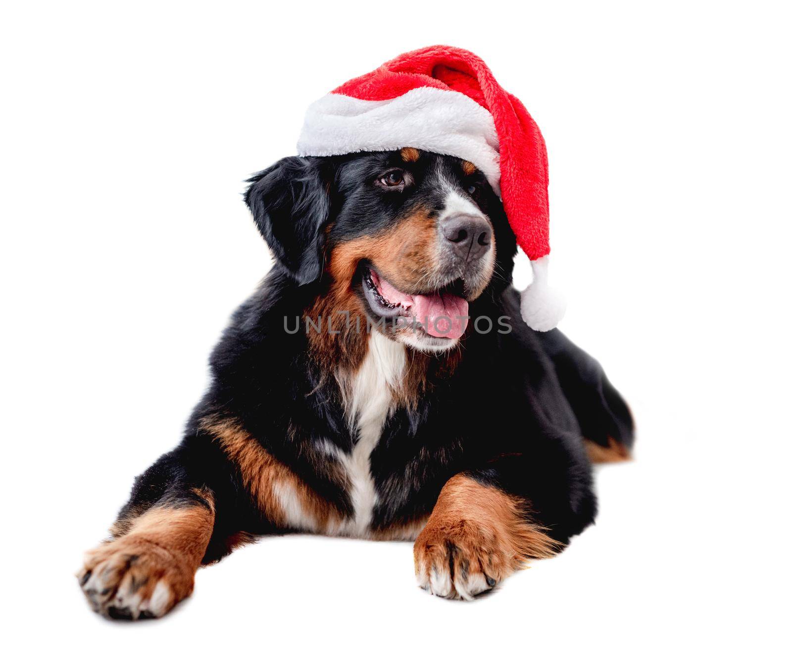 Bernese mountain dog lies wearing red Santa hat isolated on white background