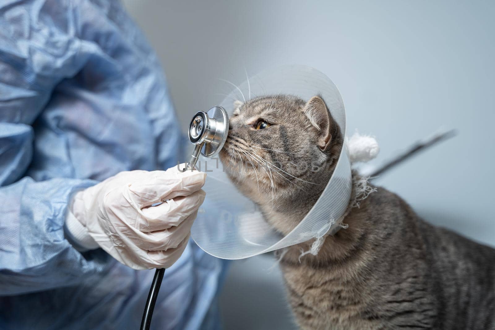 Veterinary and medicine theme for pets. An unrecognizable doctor examines a gray Scottish Straight cat wearing a protective collar after an operation on a table in an animal healthcare clinic by Tomashevska