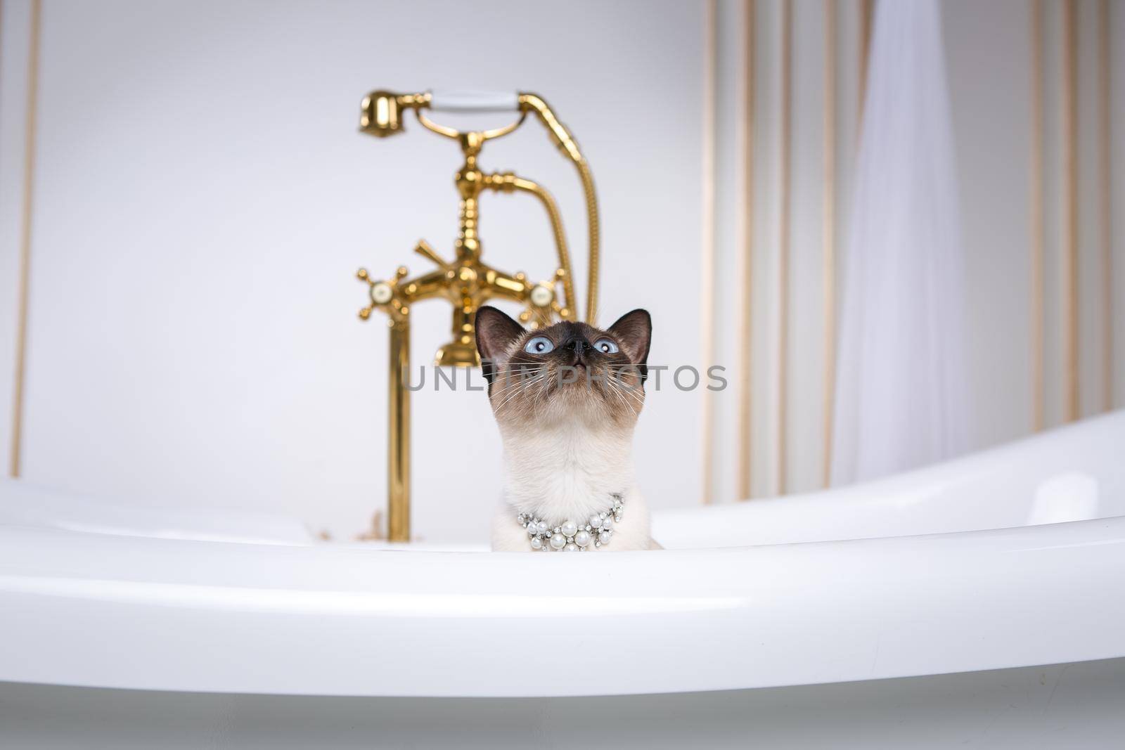 The theme is luxury and wealth. A cat without a tail of the Mekong Bobtail breed in a retro bathroom in the interior of the Barocoo Versailles Palace. Jewel jewelery on the neck.