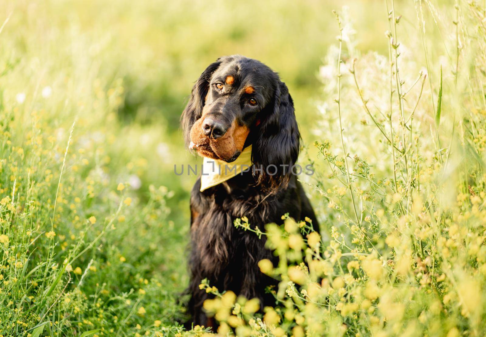 Scottish setter dog on green grass by tan4ikk1