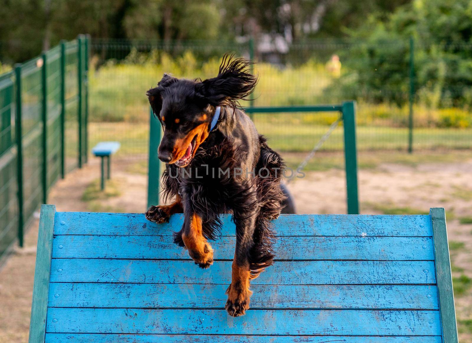 Scottish setter on obstacle course by tan4ikk1