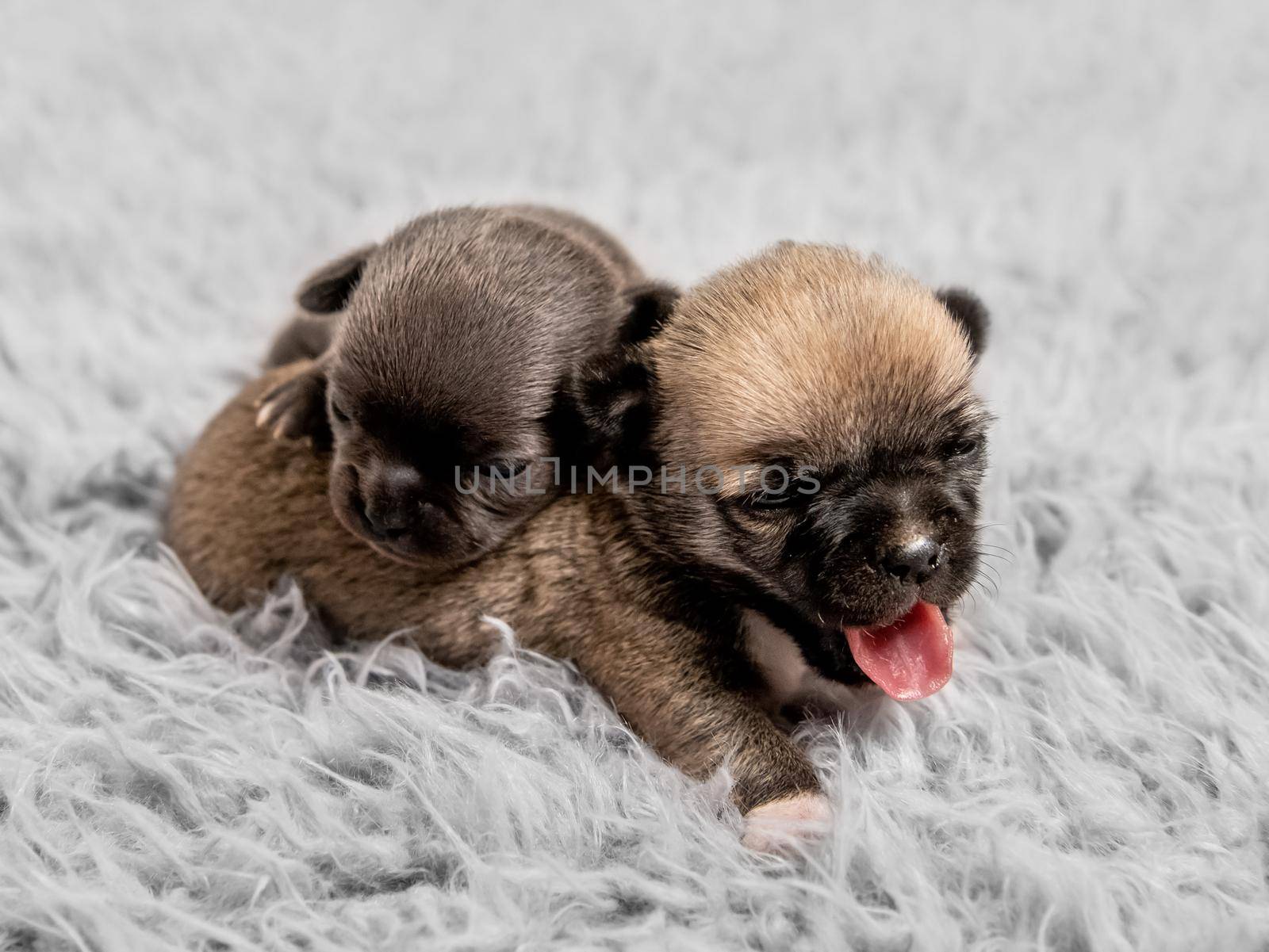 Little cute chihuahua breed puppies together on gray coverlet