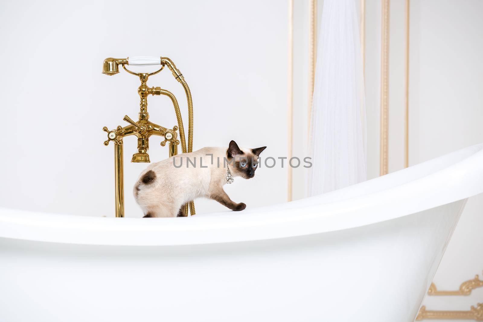 The theme is luxury and wealth. A cat without a tail of the Mekong Bobtail breed in a retro bathroom in the interior of the Barocoo Versailles Palace. Jewel jewelery on the neck by Tomashevska