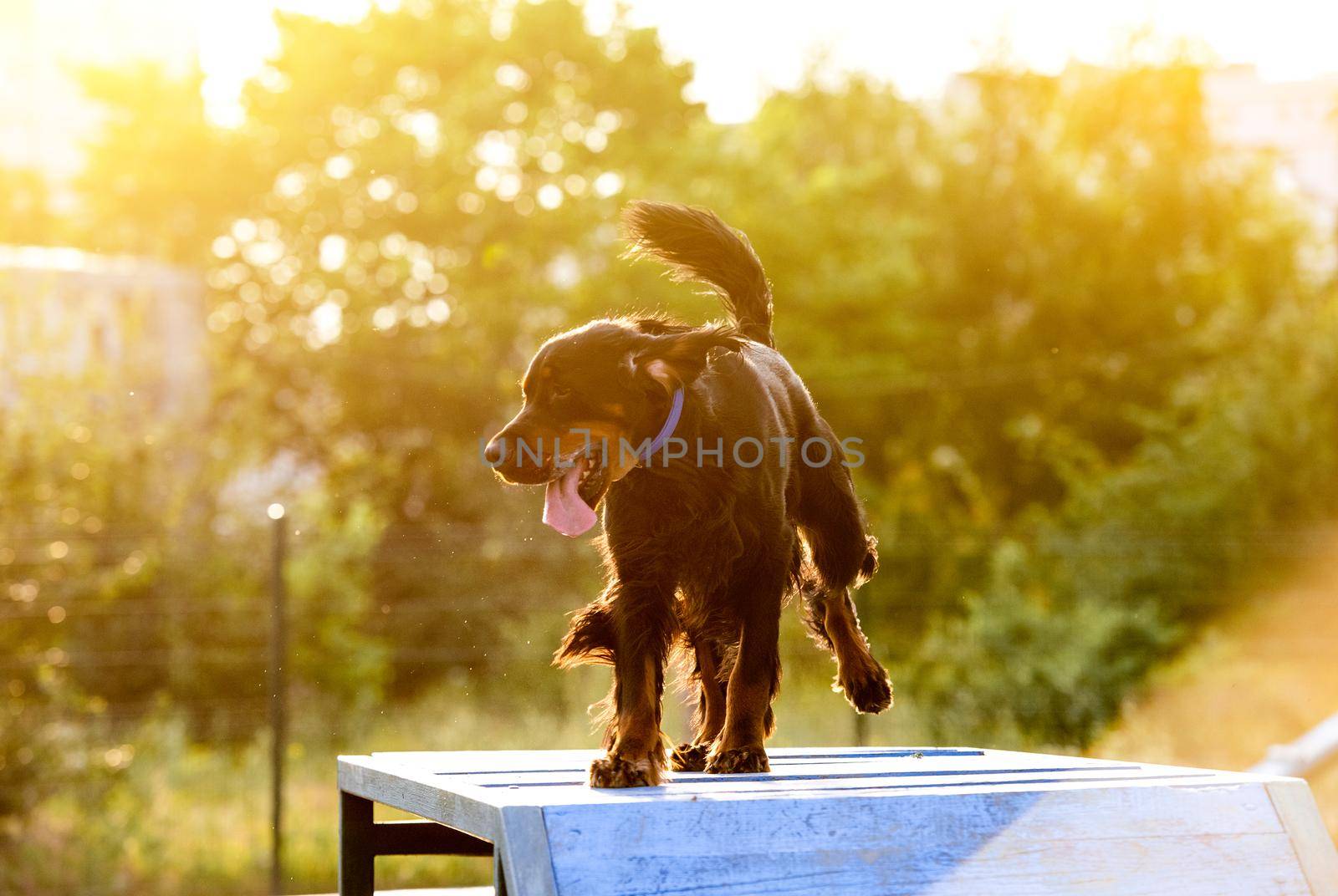 Scottish setter on obstacle course by tan4ikk1