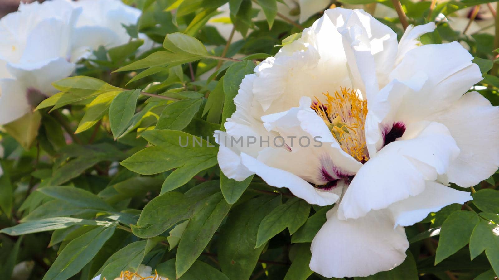 Head of a pale pink tree peony flower in the park. Natural background. Paeonia suffruticosa. Website template. Very beautiful blooming peony flower on a bush