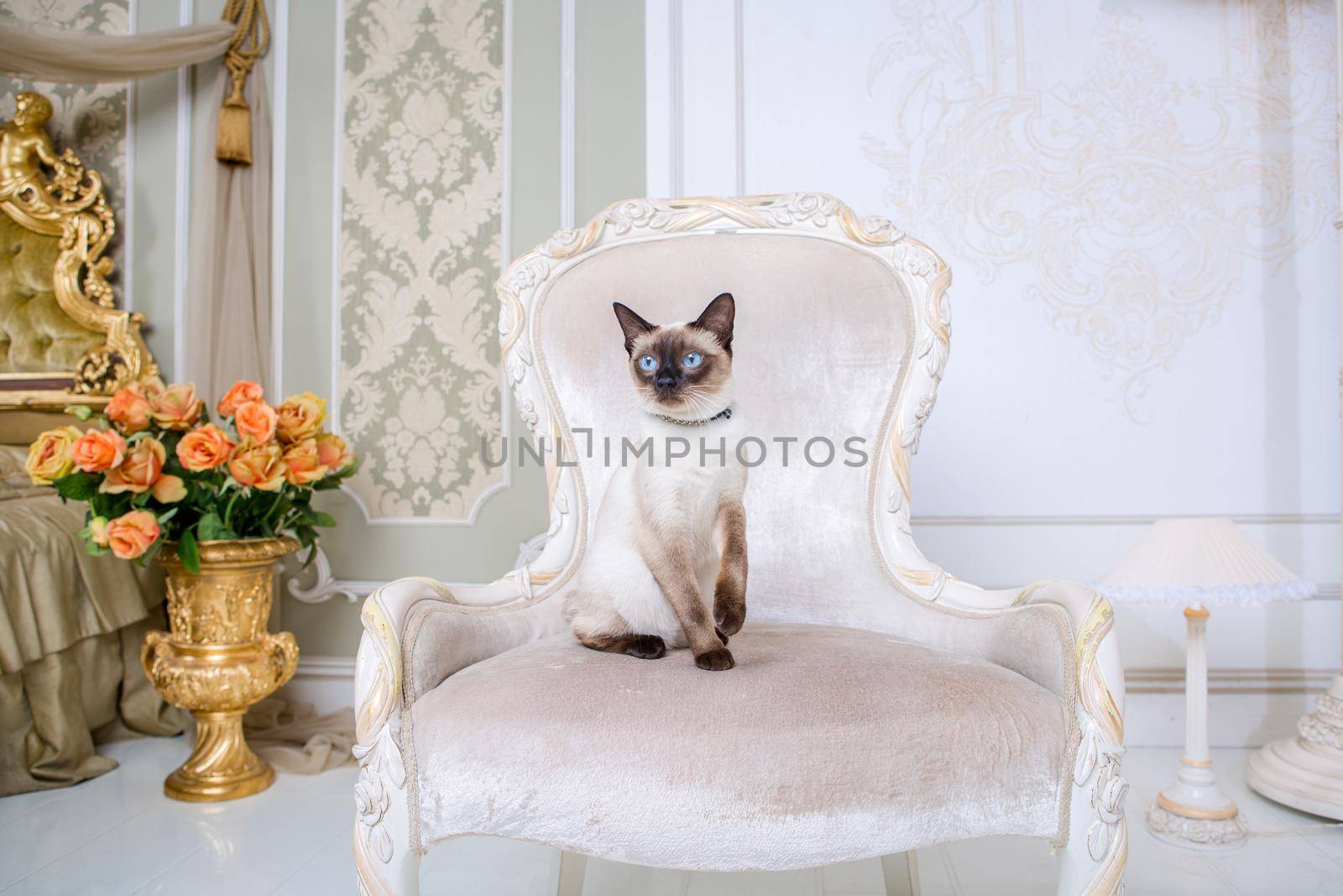 Mekong bobtail adult cat female. Beautiful breed cat Mekongsky Bobtail. pet cat without tail sitting on chic armchair. retro baroque chair in a royal French interior. cat sitting on antique chair.