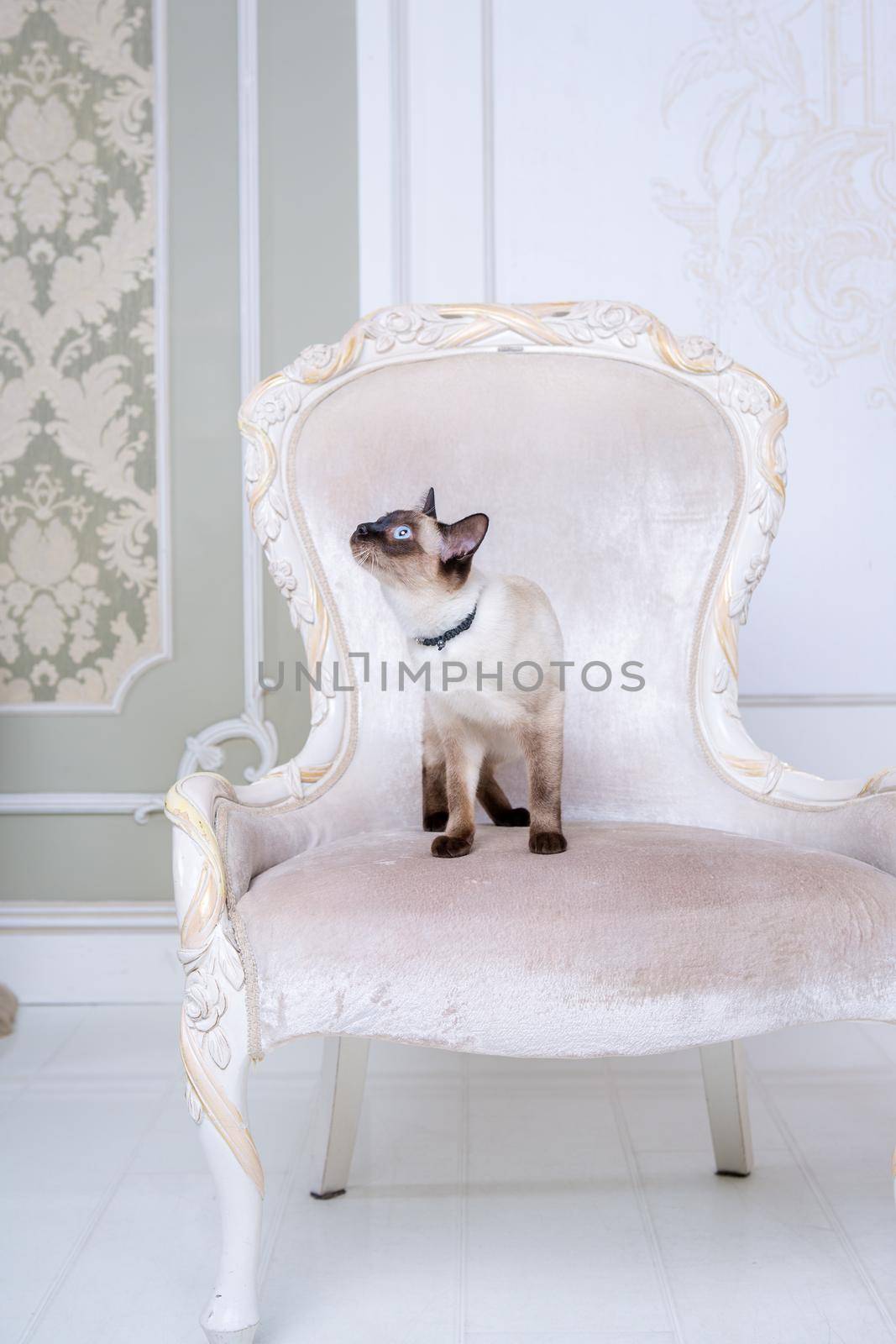 Mekong bobtail adult cat female. Beautiful breed cat Mekongsky Bobtail. pet cat without tail sitting on chic armchair. retro baroque chair in a royal French interior. cat sitting on antique chair by Tomashevska