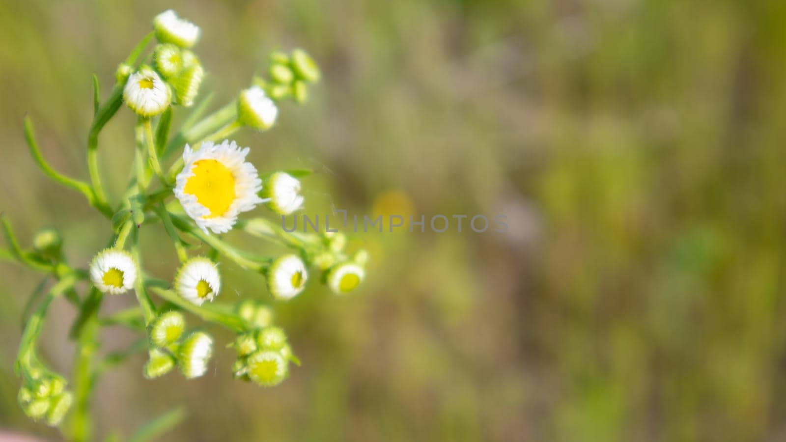 Beautiful wildflowers and wild herbs on a green meadow. Warm and sunny summer day. Meadow flowers. Wild summer flowers field. Summer landscape background with beautiful flowers