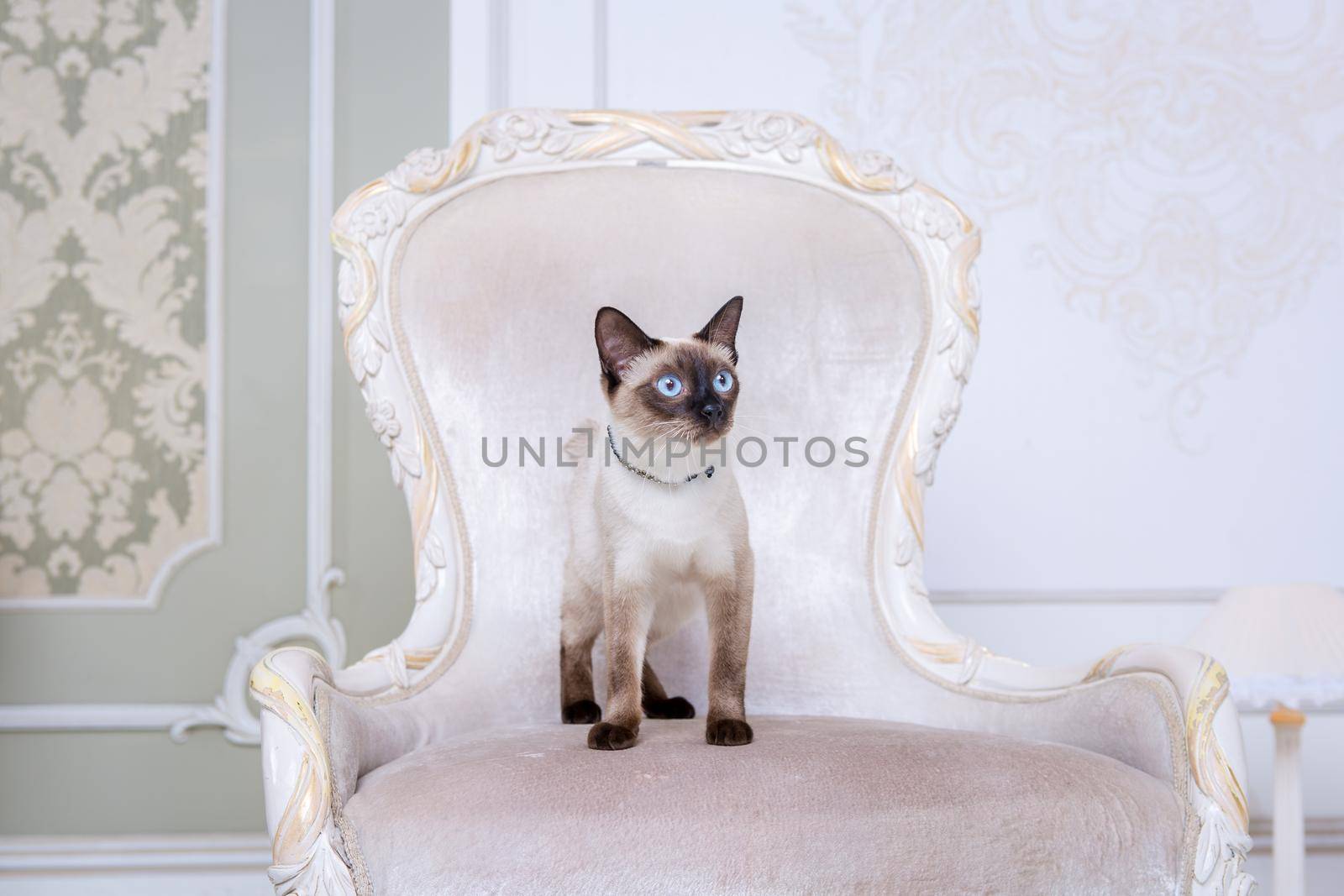 Lovely two-tone cat, Mekong Bobtail breed, posing on an expensive vintage chair in the interior of Provence. Cat and necklace on the neck by Tomashevska