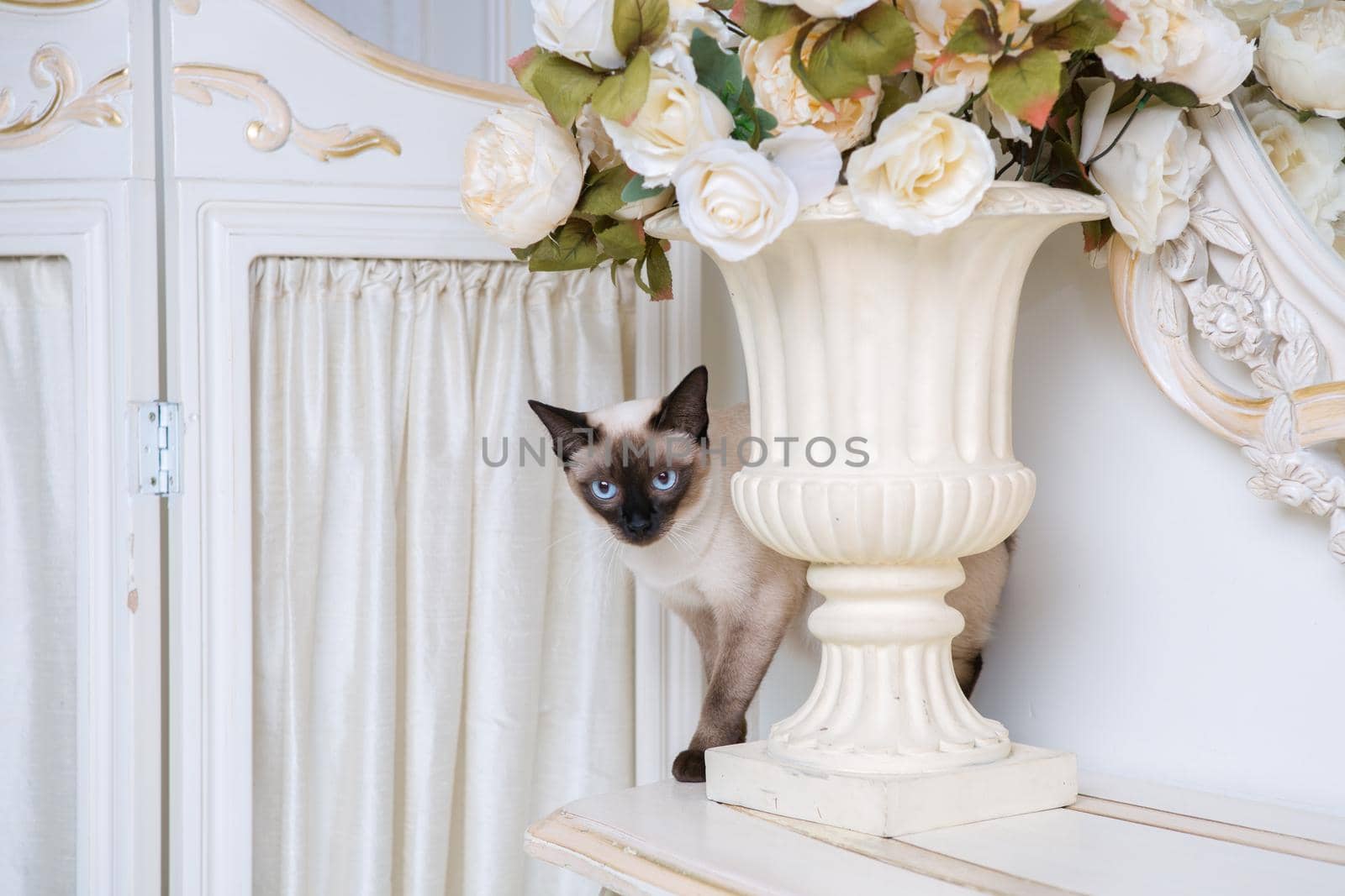 two color cat without tail Mekong Bobtail breed with jewel precious necklace of pearls around neck. Cat And necklace. Blue eyed Female Cat of Breed Mekong Bobtail, Sitting with gems on the neck by Tomashevska