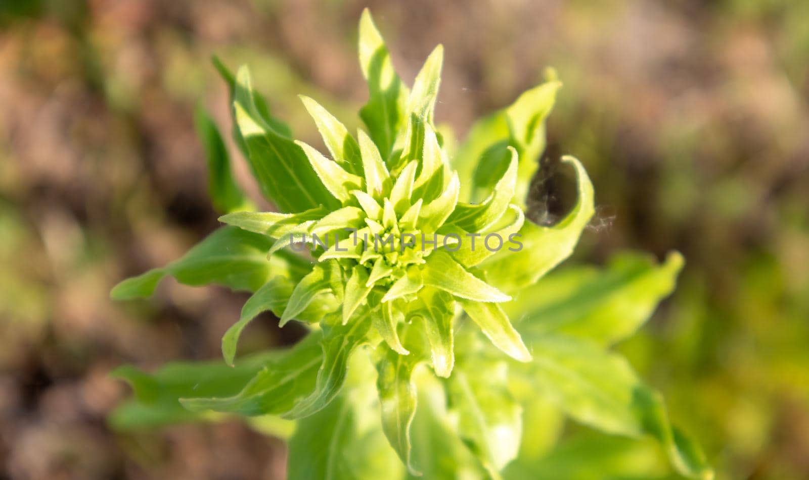 Beautiful wildflowers and wild herbs on a green meadow. Warm and sunny summer day. Meadow flowers. Wild summer flowers field. Summer landscape background with beautiful flowers