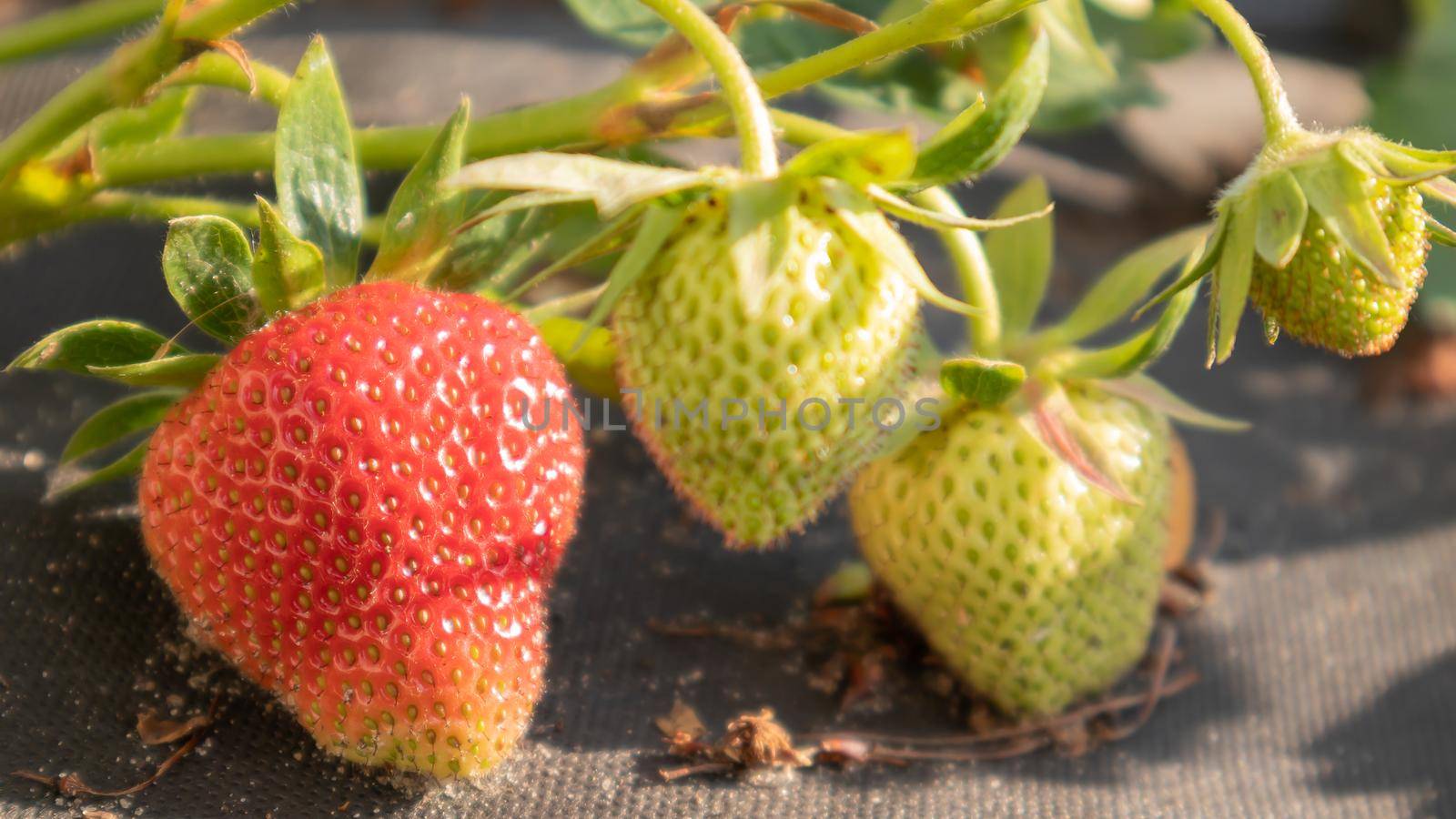 Picking fresh ripe organic big red strawberries outdoors in sunny weather at the plantation. Strawberry field on a fruit farm. A new crop of sweet open strawberries growing outside in the soil