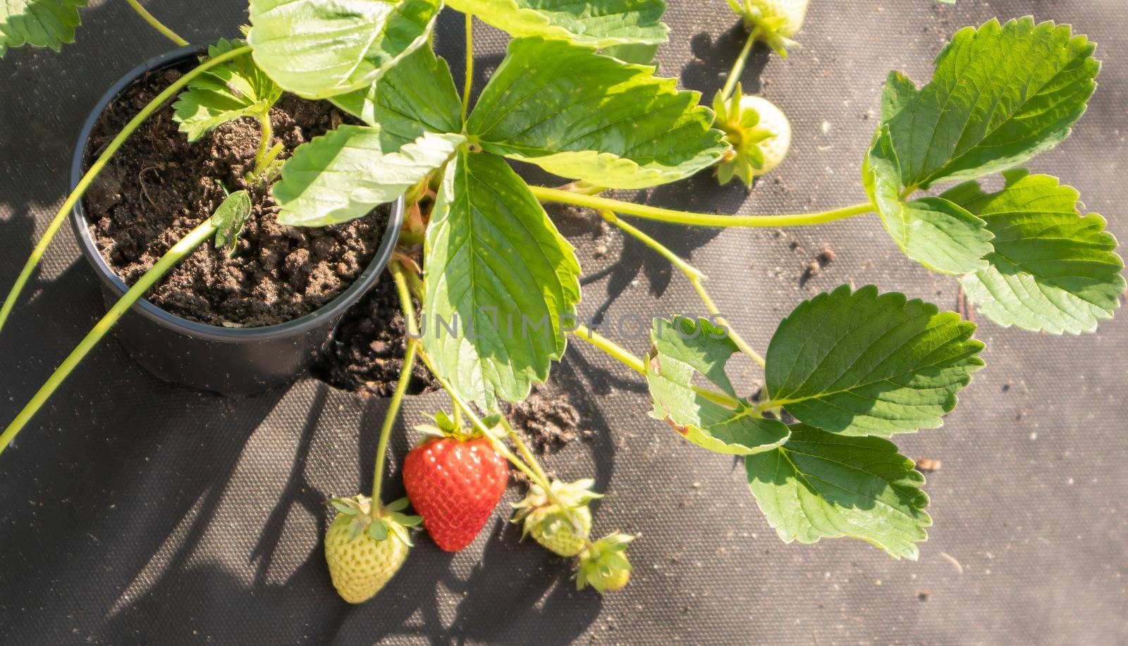 Picking fresh ripe organic big red strawberries outdoors in sunny weather at the plantation. Strawberry field on a fruit farm. A new crop of sweet open strawberries growing outside in the soil