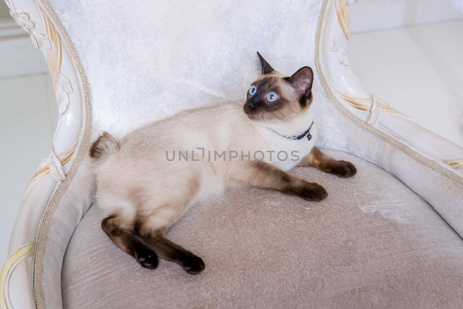 Mekong bobtail adult cat female. Beautiful breed cat Mekongsky Bobtail. pet cat without tail sitting on chic armchair. retro baroque chair in a royal French interior. cat sitting on antique chair.