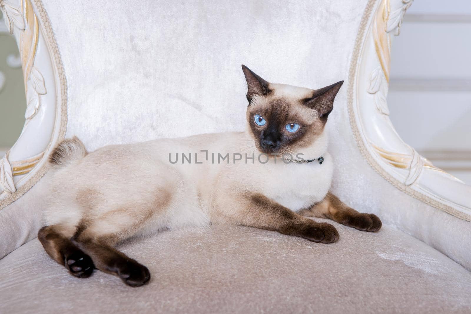 Lovely two-tone cat, Mekong Bobtail breed, posing on an expensive vintage chair in the interior of Provence. Cat and necklace on the neck.