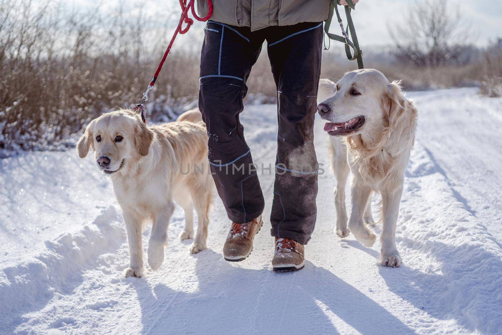 Man walking golden retriever dogs along snowy road on winter nature