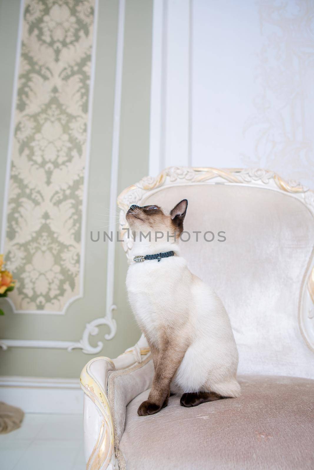 The theme of wealth and luxury. The impudent narcissistic cat of breed Mekong Bobtail poses on a vinage chair in an expensive interior. Thai cat with no tail and jewelry. Decoration on the neck.