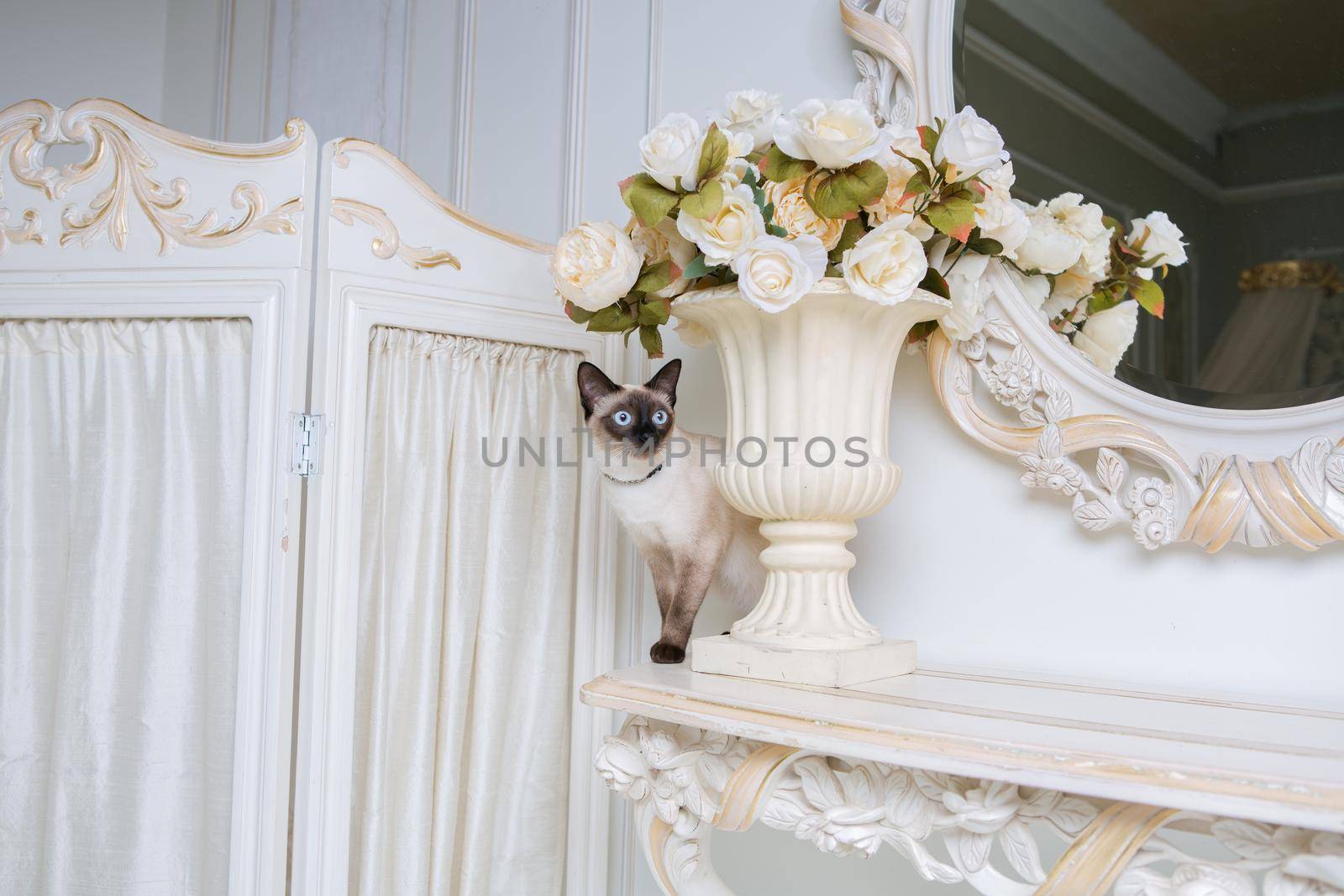 two color cat without tail Mekong Bobtail breed with jewel precious necklace of pearls around neck. Cat And necklace. Blue eyed Female Cat of Breed Mekong Bobtail, Sitting with gems on the neck by Tomashevska