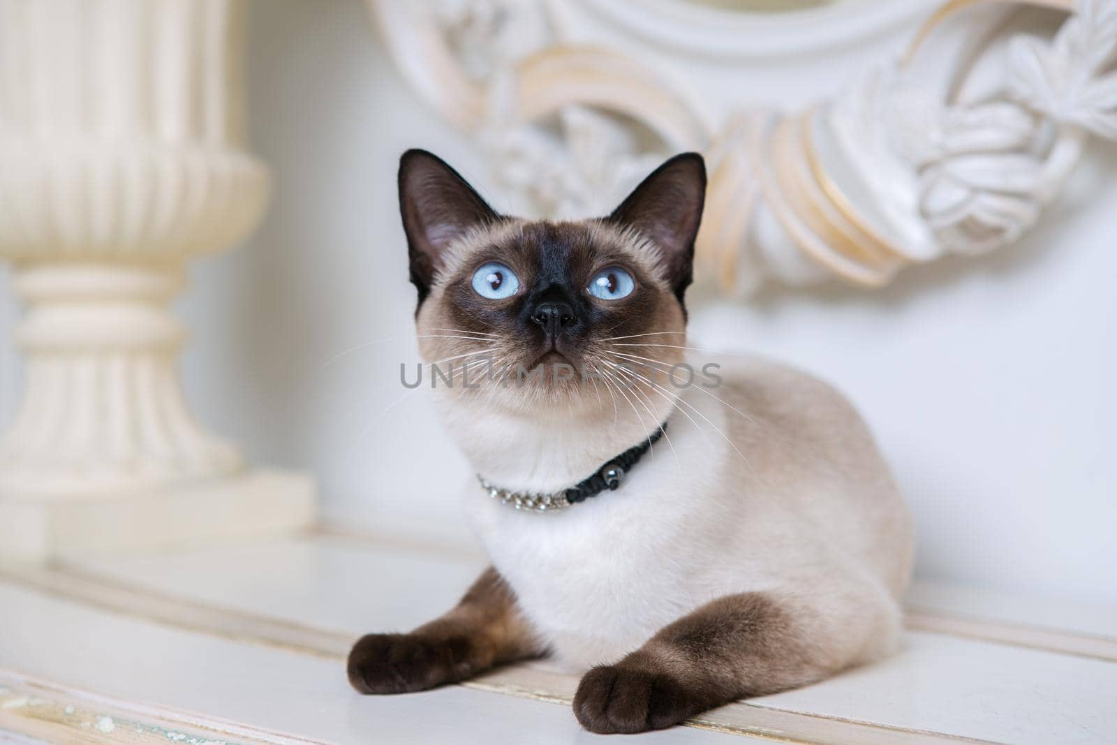 two color cat without tail Mekong Bobtail breed with jewel precious necklace of pearls around neck. Cat And necklace. Blue eyed Female Cat of Breed Mekong Bobtail, Sitting with gems on the neck.